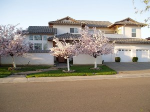 Beautiful cherry blossom trees at Crilly's house.