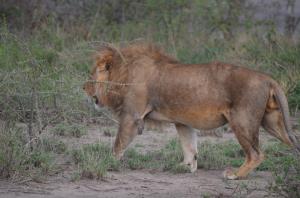 This lion looks awfully close!