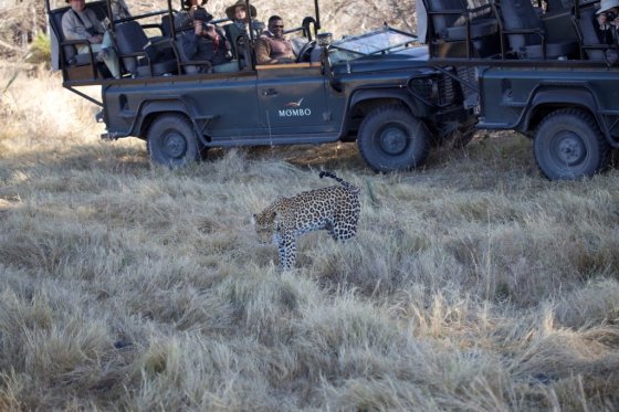Safari transportation