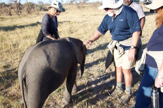 Petting a baby elephant