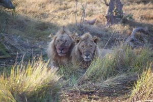 Real lions — no cages!